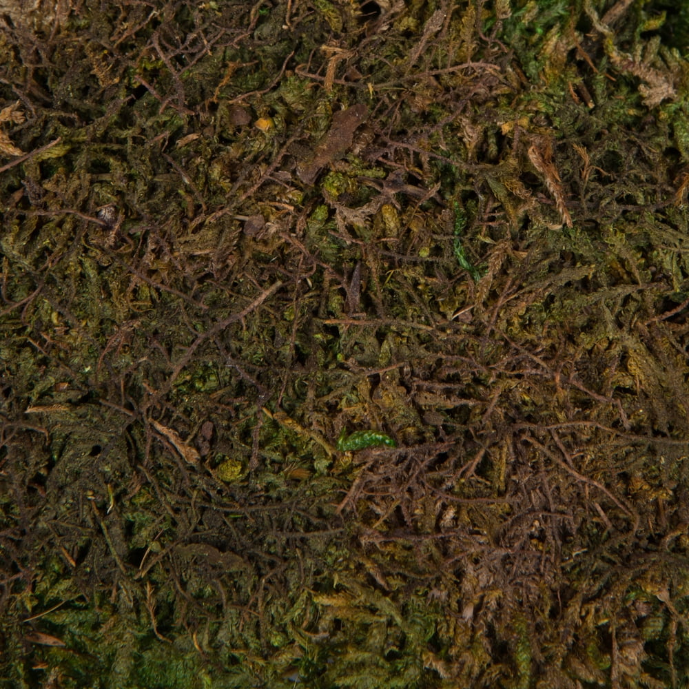 Vickerman Box Green Moss, Sheet - 6.6 Lbs Bulk Case, Preserved - Image 4