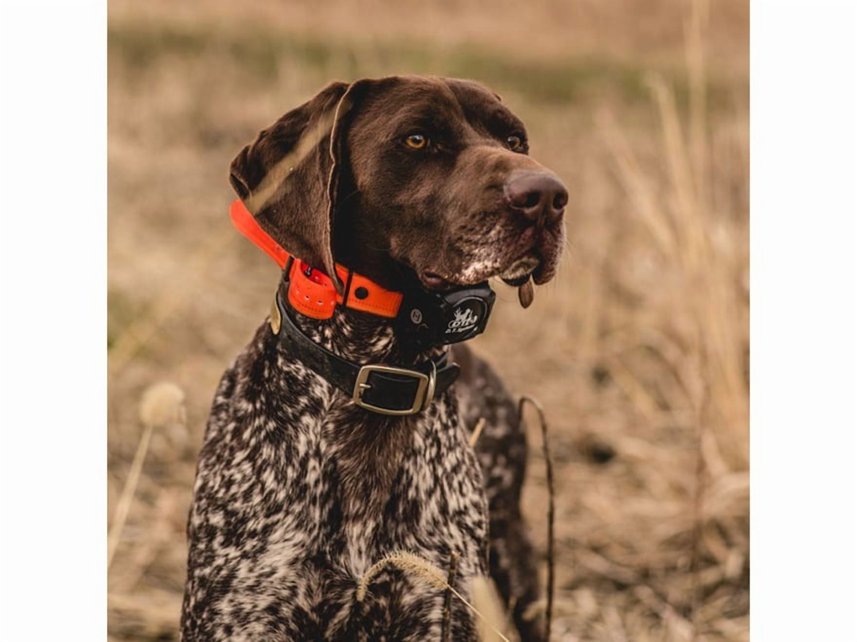 DT Systems The Rapid Access Pro Trainer 1450 Upland Electronic Dog Collar Combo Orange - Image 4