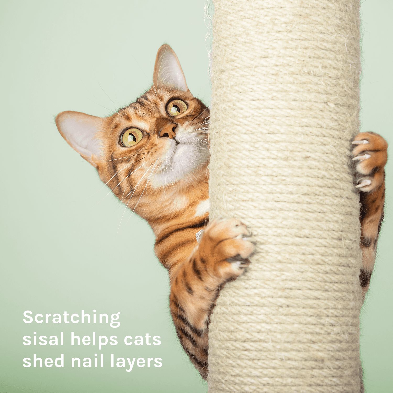 Kitty City Upholstered Multi-Level 54-Inch Indoor Cat Tree with Scratching Posts, House & Perches, Gray - Image 3