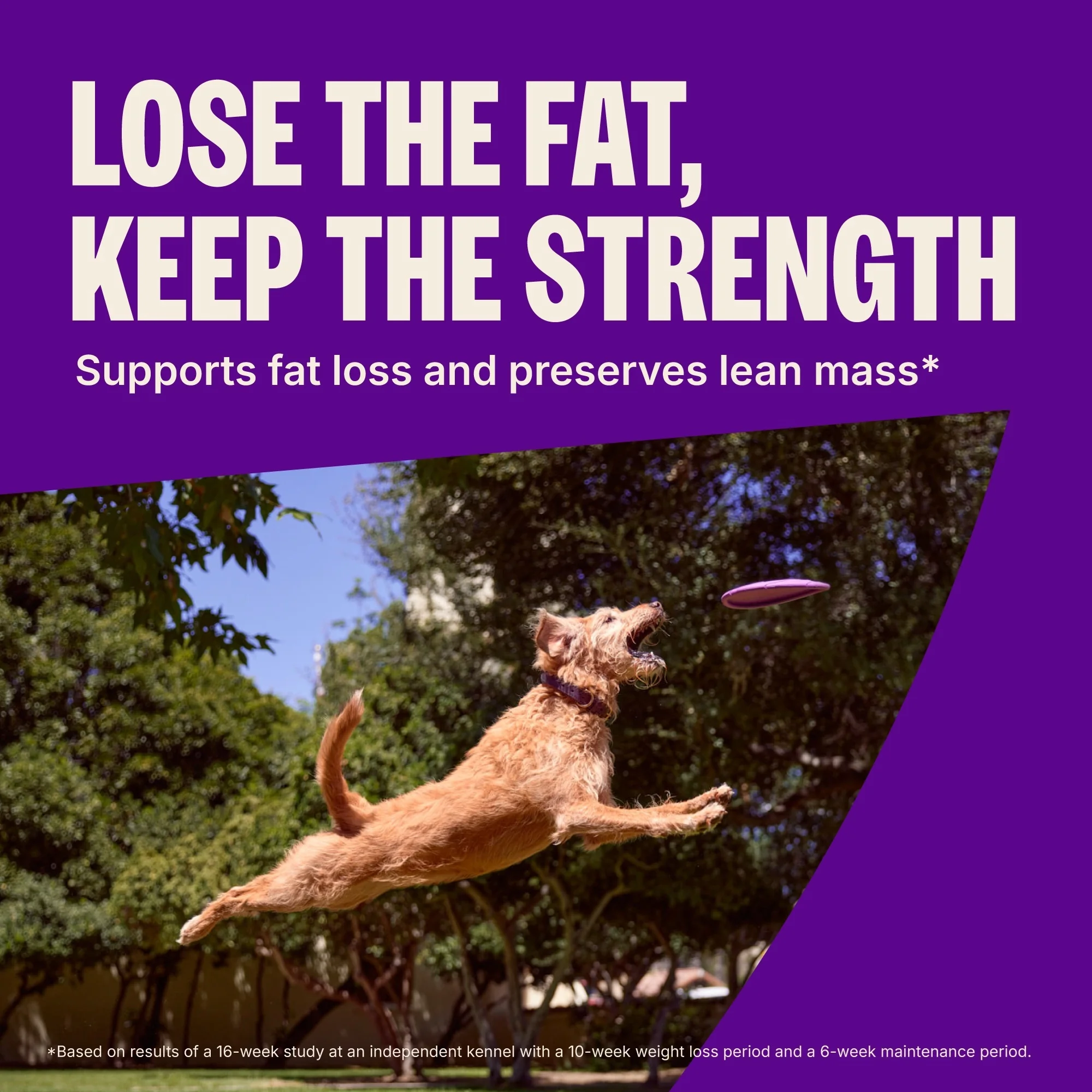 Wellness CORE Dry Dog Food, Grain Free, High Protein, Natural, Healthy Weight Turkey & Chicken Recipe, (26-Pound Bag) - Image 5