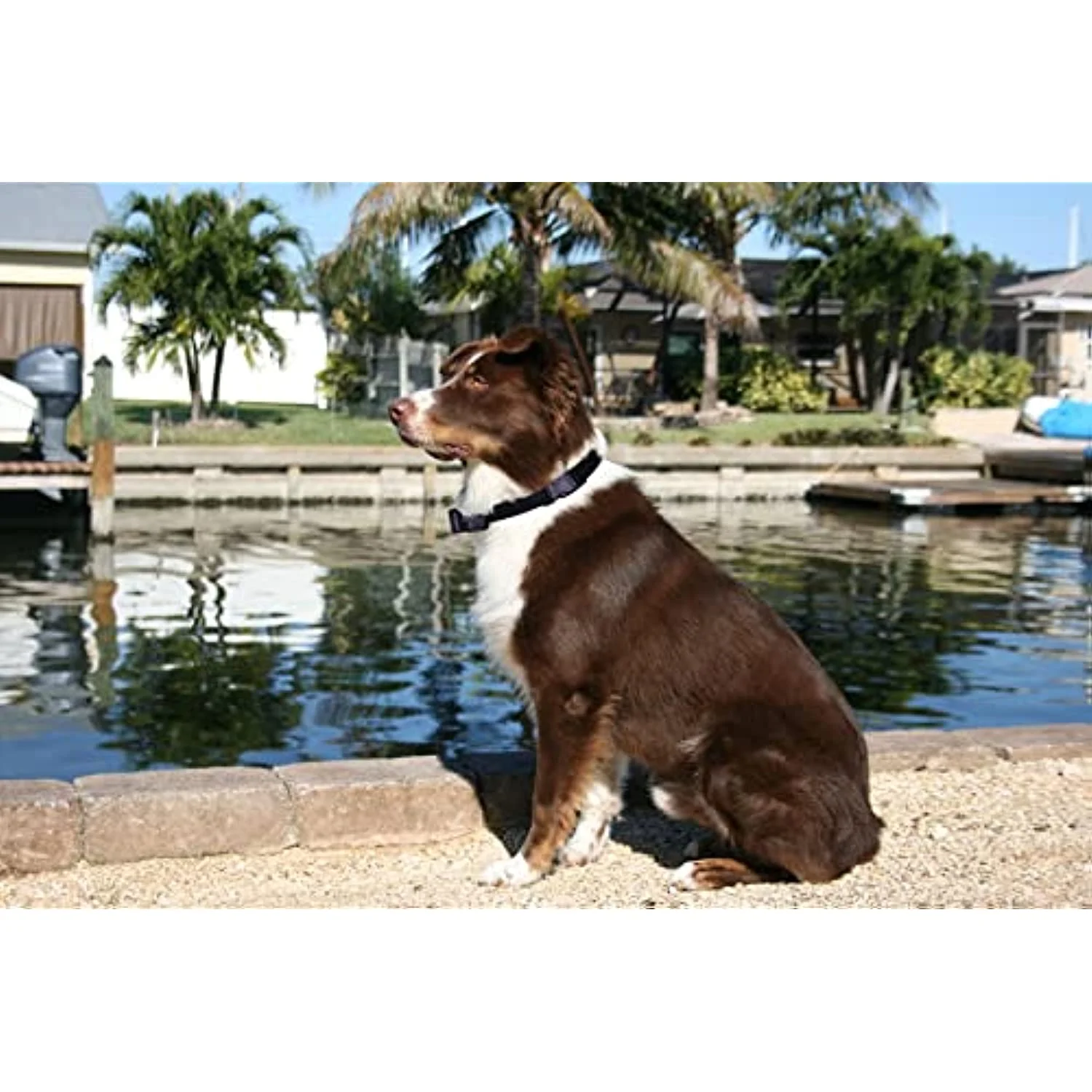 Perimeter Technologies Dog Max Receiver for the PCC-200 Fence - Image 2