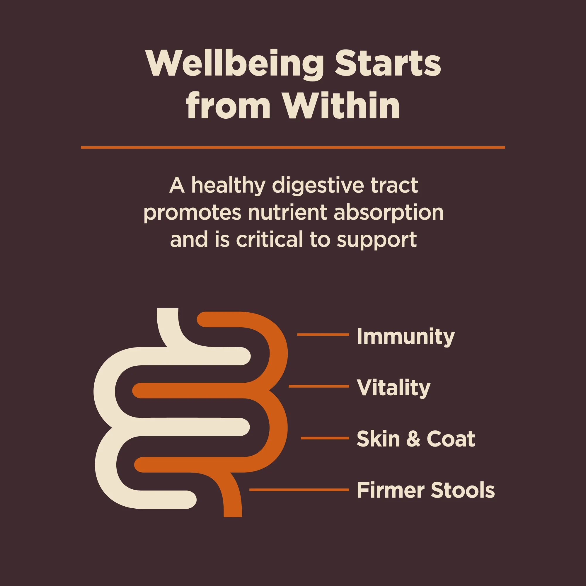 Wellness CORE Digestive Health Dry Dog Food, Wholesome Grains, Natural, High Quality Ingredients for Dogs with Sensitive Stomachs, Chicken Recipe, (24-Pound Bag) - Image 2