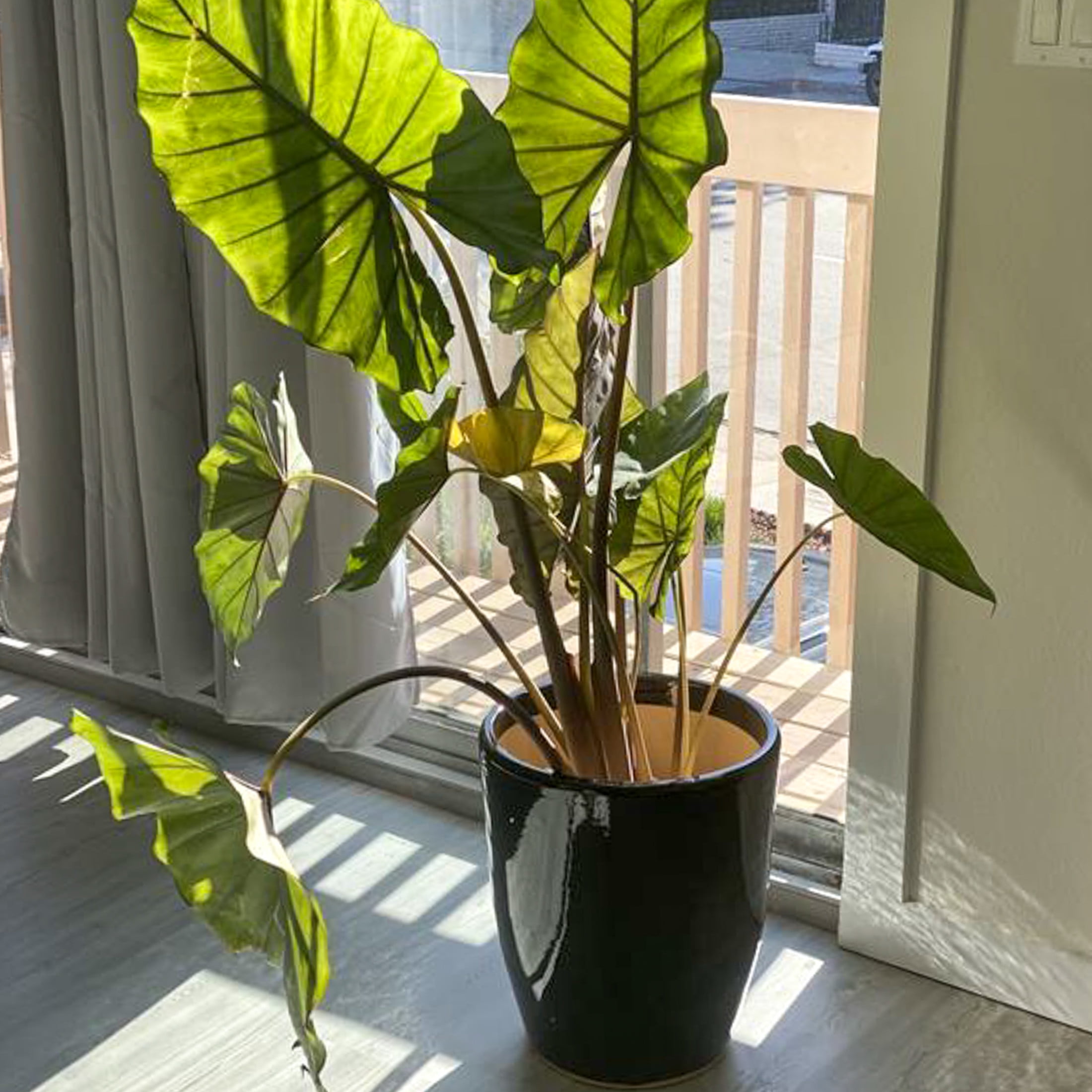 Sunnydaze Captivating Vista 14" x 14" x 16.5" Round Obsidian Ceramic Outdoor Planter - Image 7