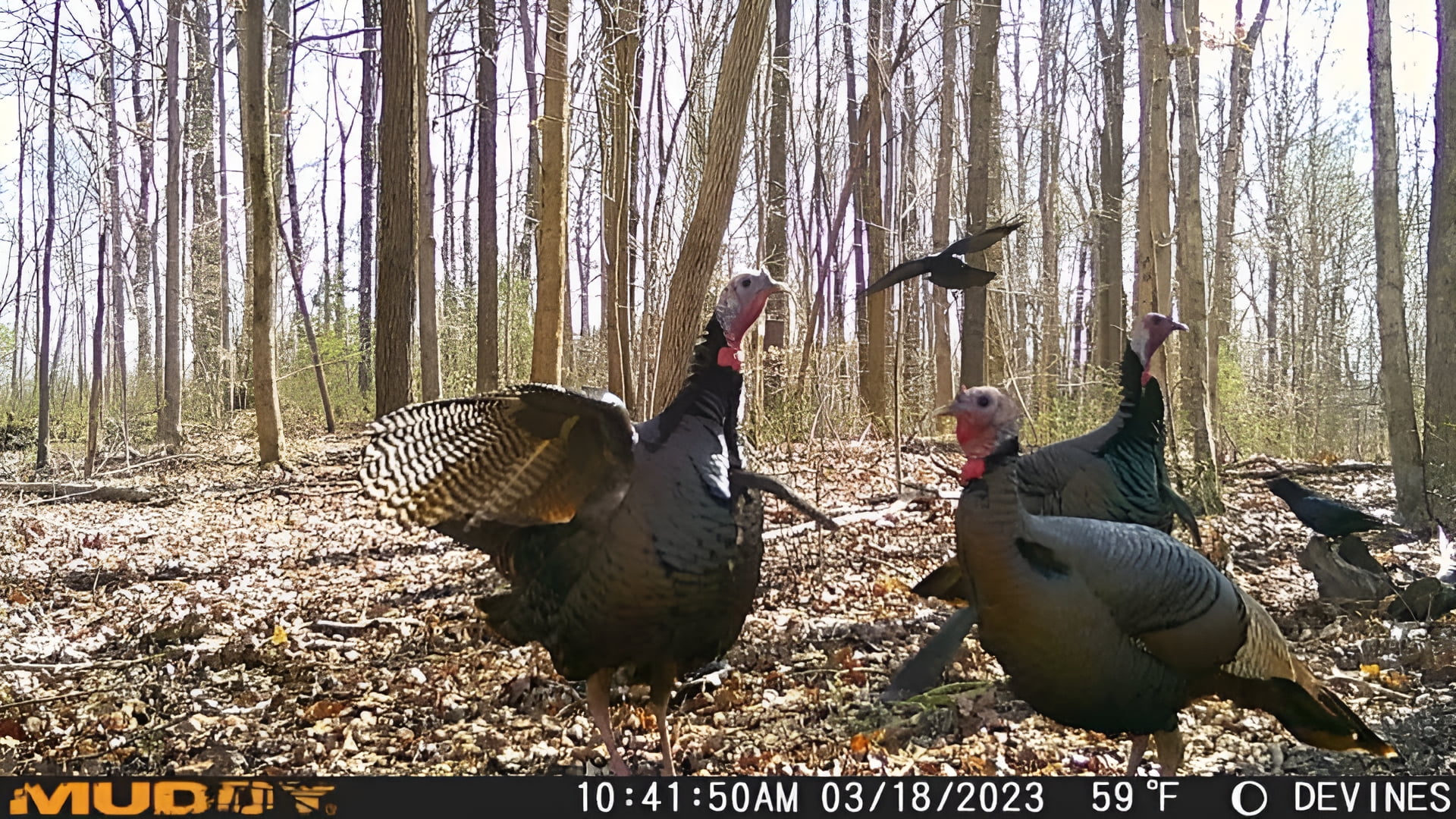 Muddy Outdoors Matrix Cellular Trail Camera 36 MP - Image 4