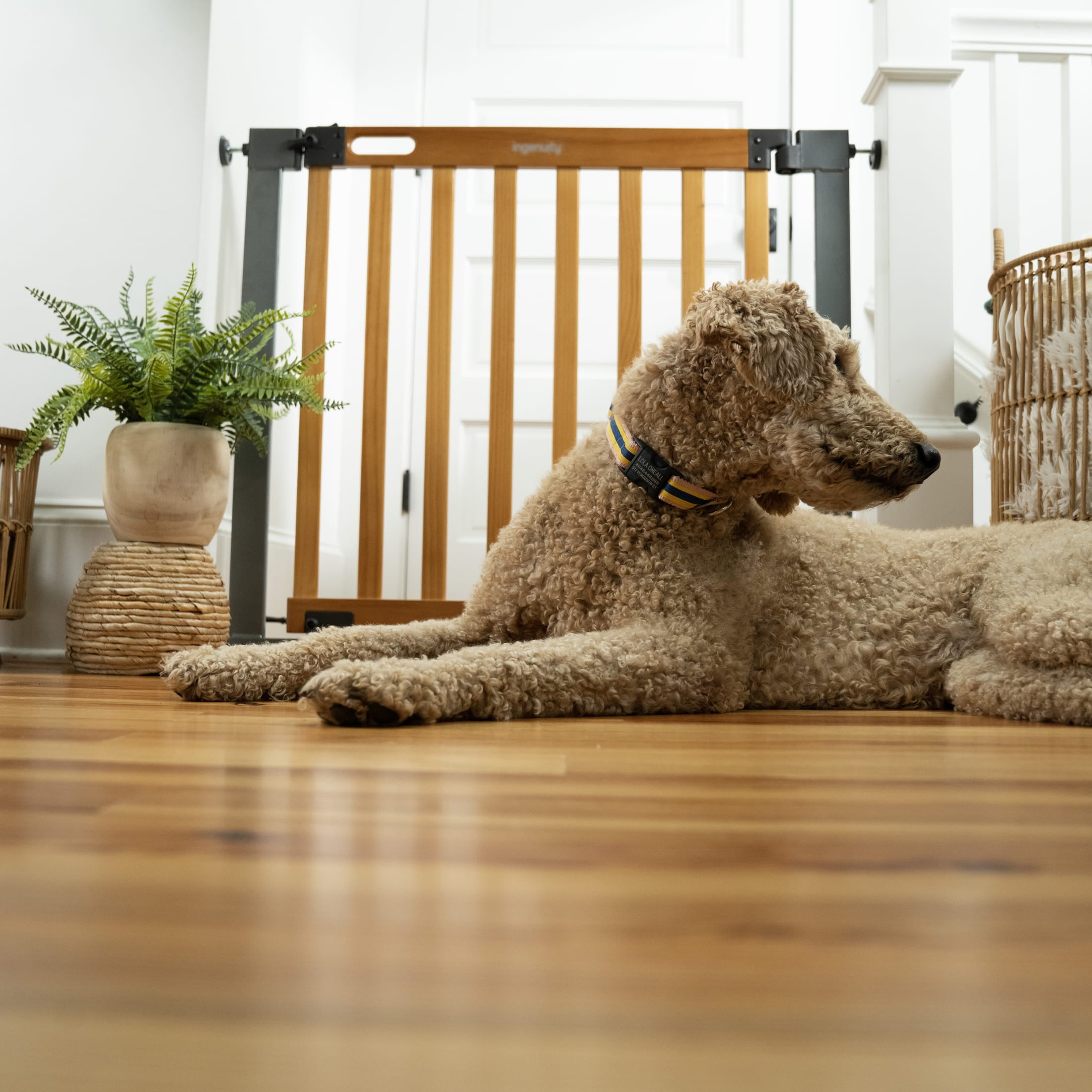 Ingenuity West End Extra Wide Safety Gate - Image 3