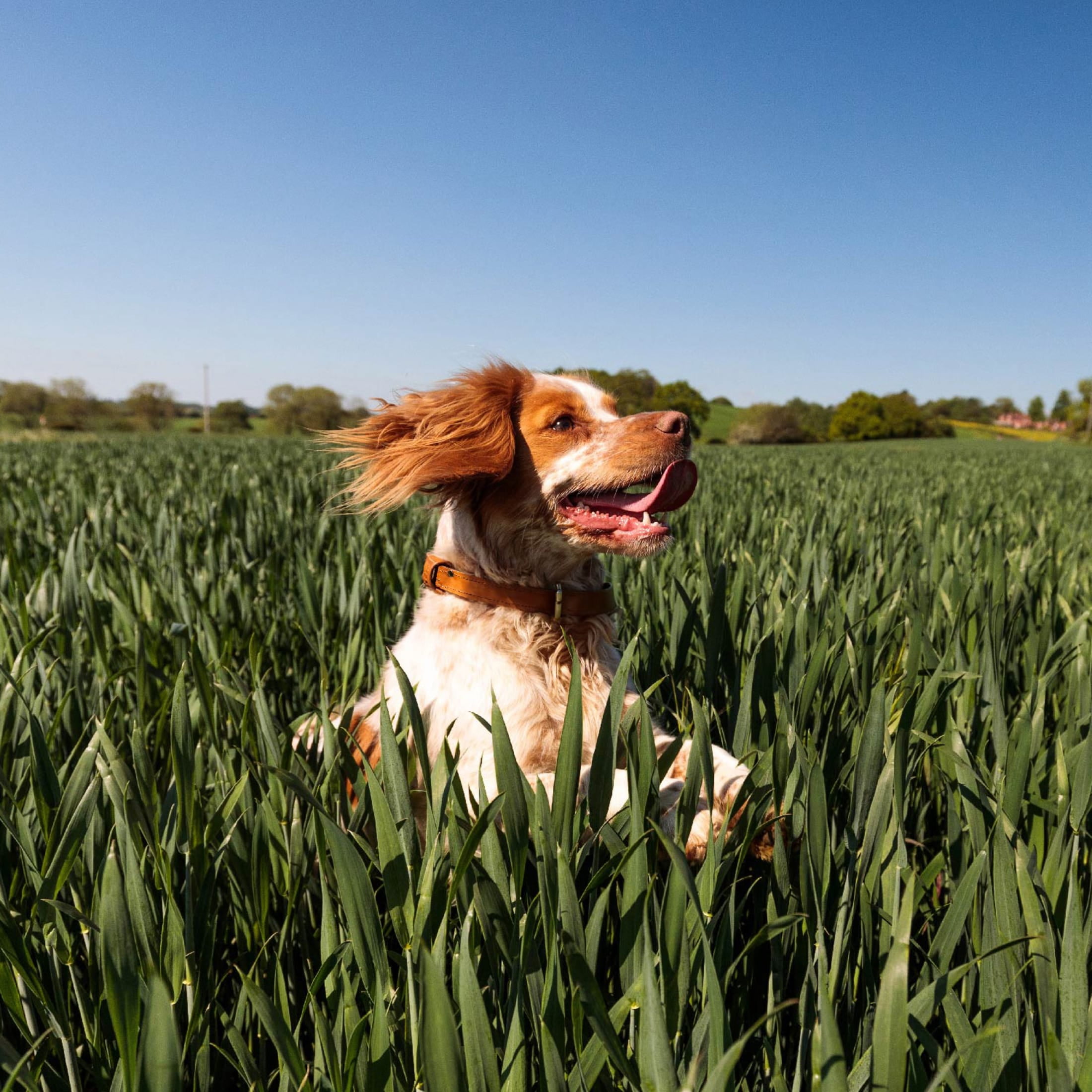 (4 pack) Nutro So Simple Chicken And Chicken & Duck Recipes Wet Dog Food, 2 Oz Trays, Variety Pack Of 8 - Image 5