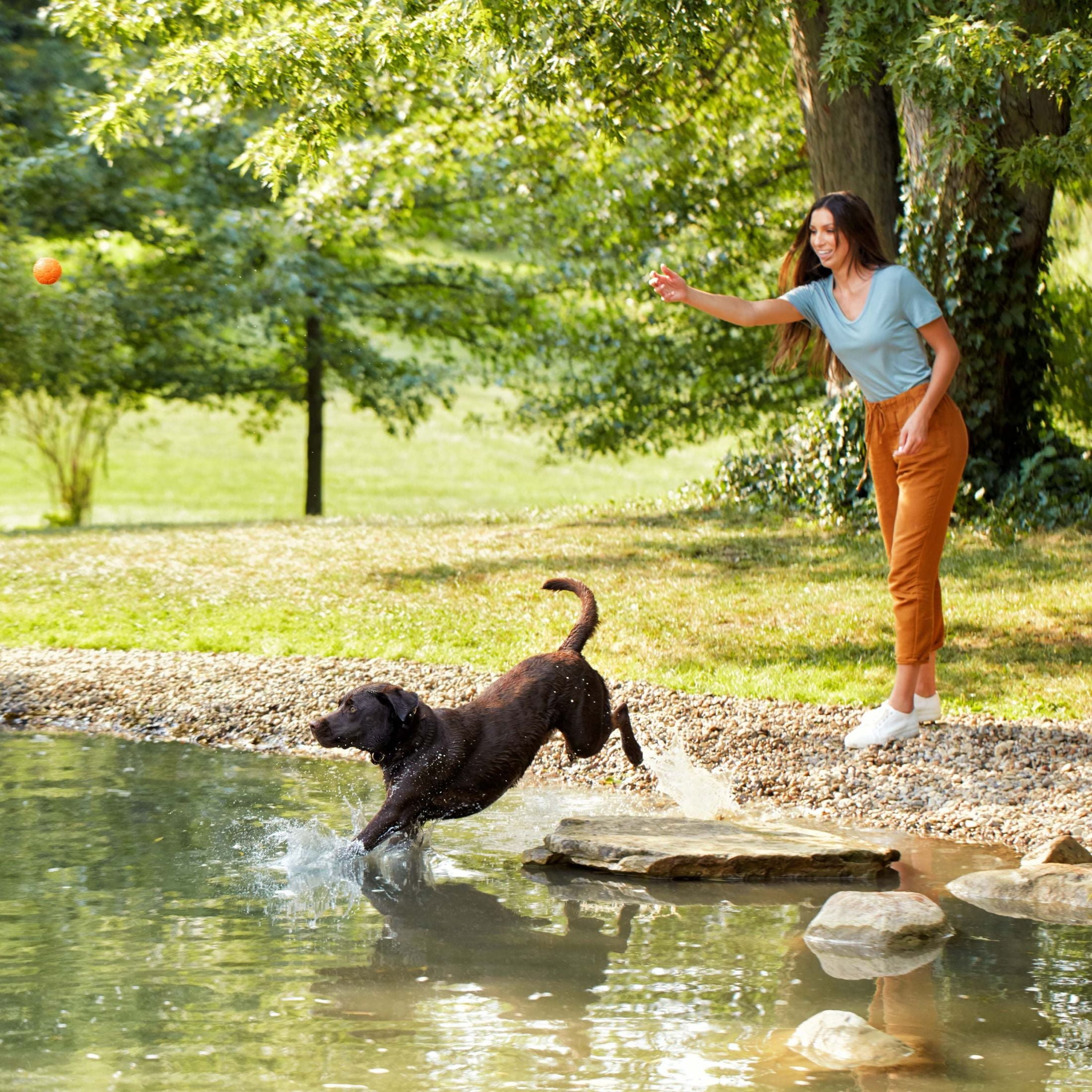 Nature’s Recipe Large Breed Grain Free Chicken, Sweet Potato & Pumpkin Recipe, Dry Dog Food, 24 lb. - Image 6