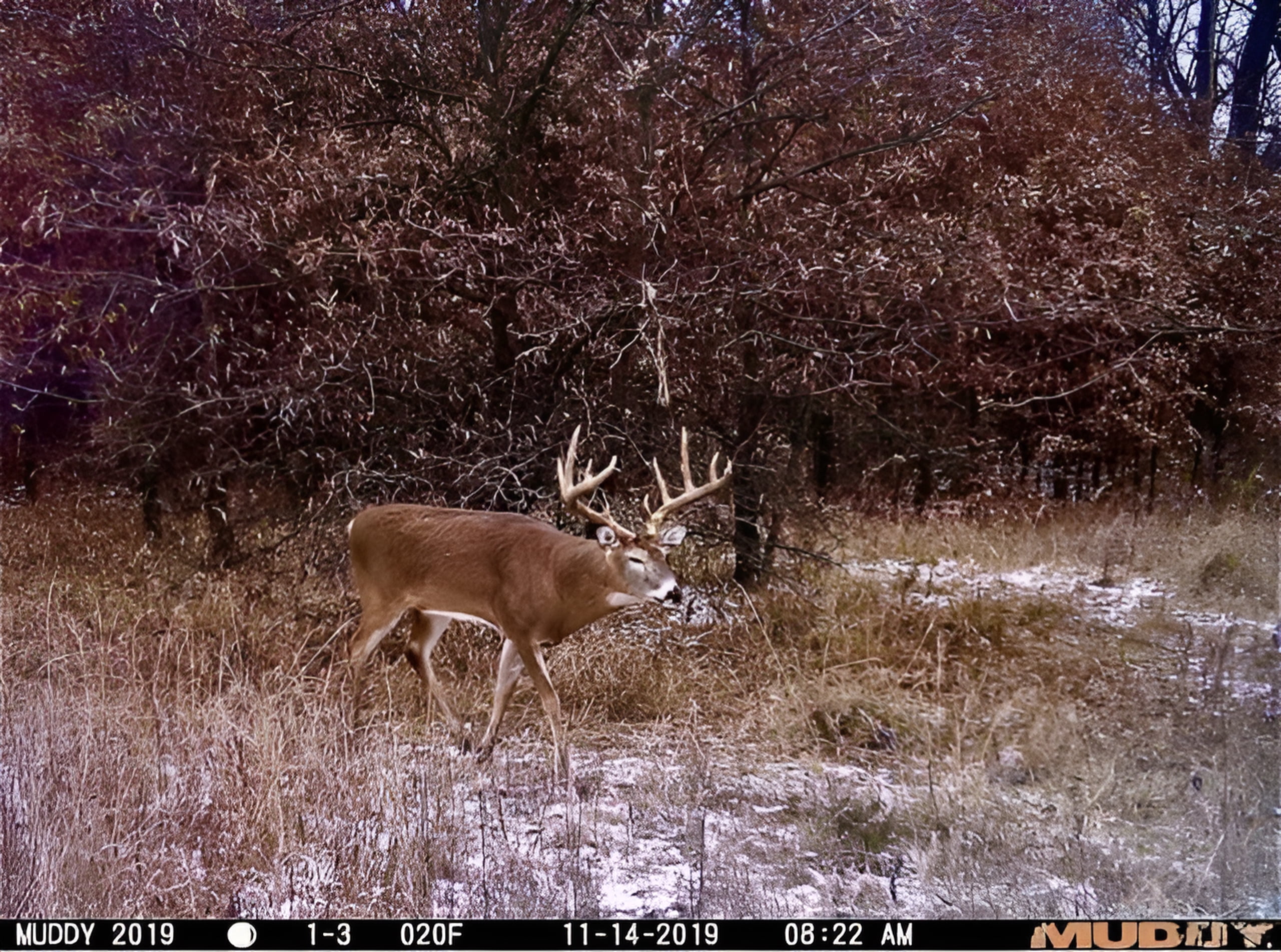 Muddy Outdoors Matrix Cellular Trail Camera 36 MP - Image 5