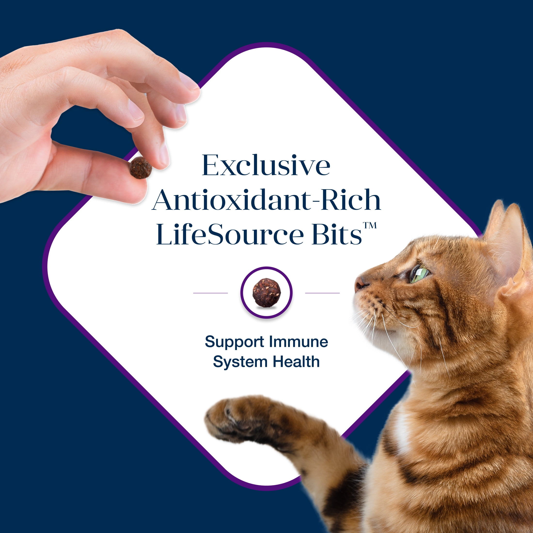 Blue Buffalo Basics Grain-Free Dry Cat Food Skin & Stomach Care, Turkey & Potato, 11-lb. Bag - Image 8