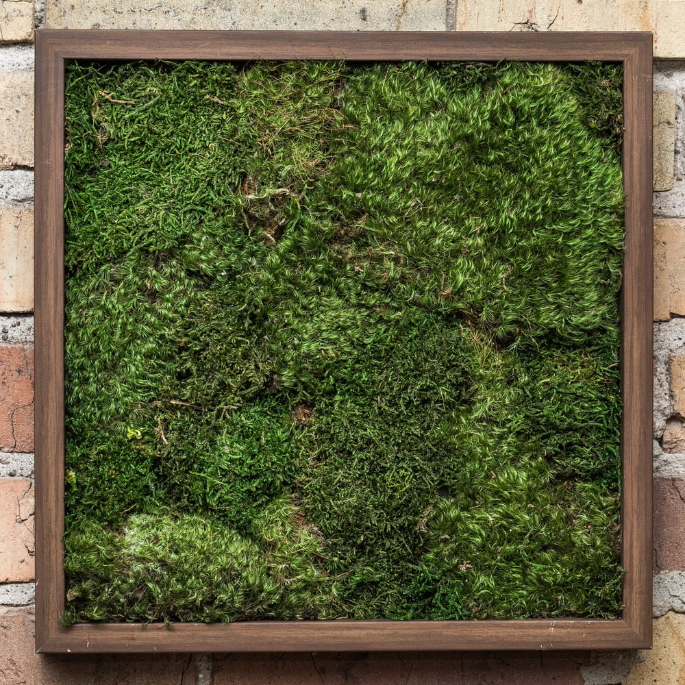 Vickerman Box Green Moss, Sheet - 6.6 Lbs Bulk Case, Preserved - Image 3
