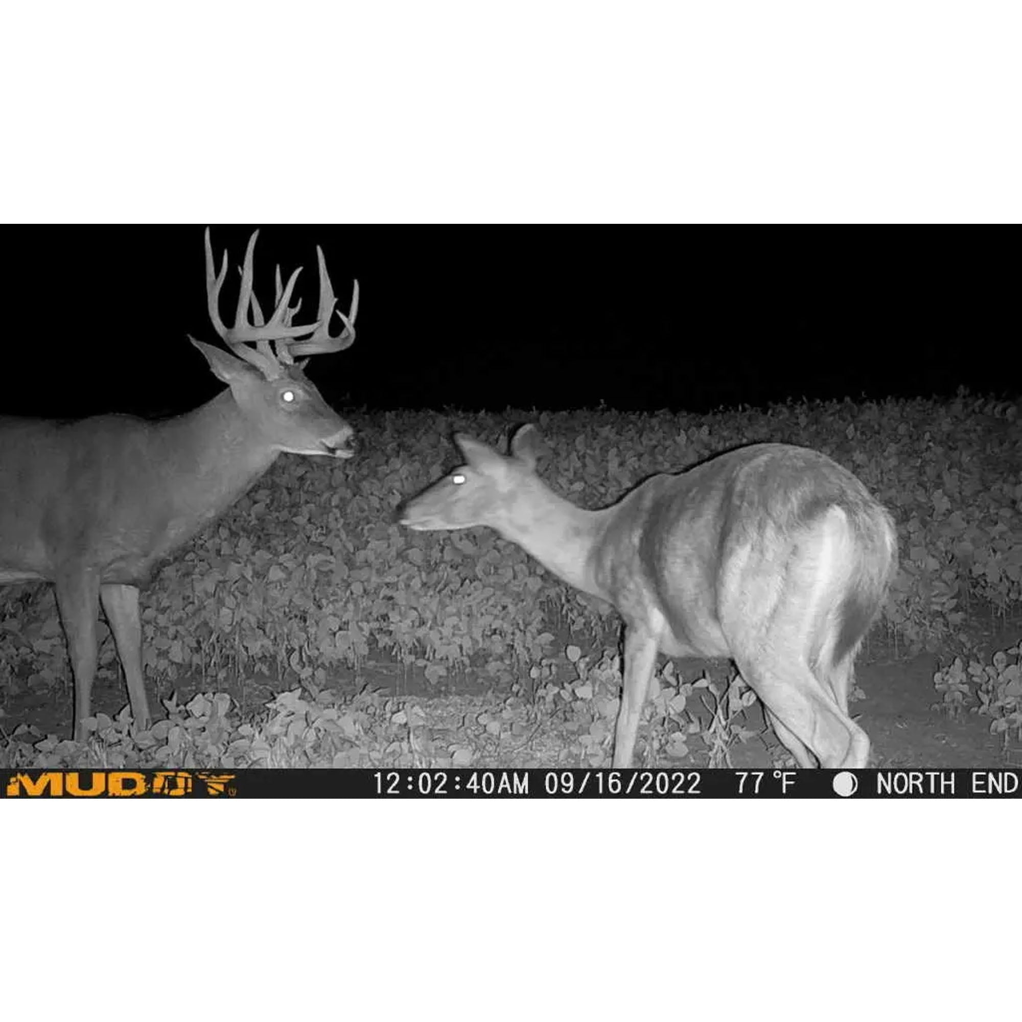 MUDDY Pro Cam 14 MTC100K Combo - 14MP & 480 Video at 30FPS 0.7 Sec Trigger Speed 80ft Detection IR Range Durable Hunting Outdoor Scouting Trail Camera, AA Batteries & 16GB Memory Card Included - Image 6