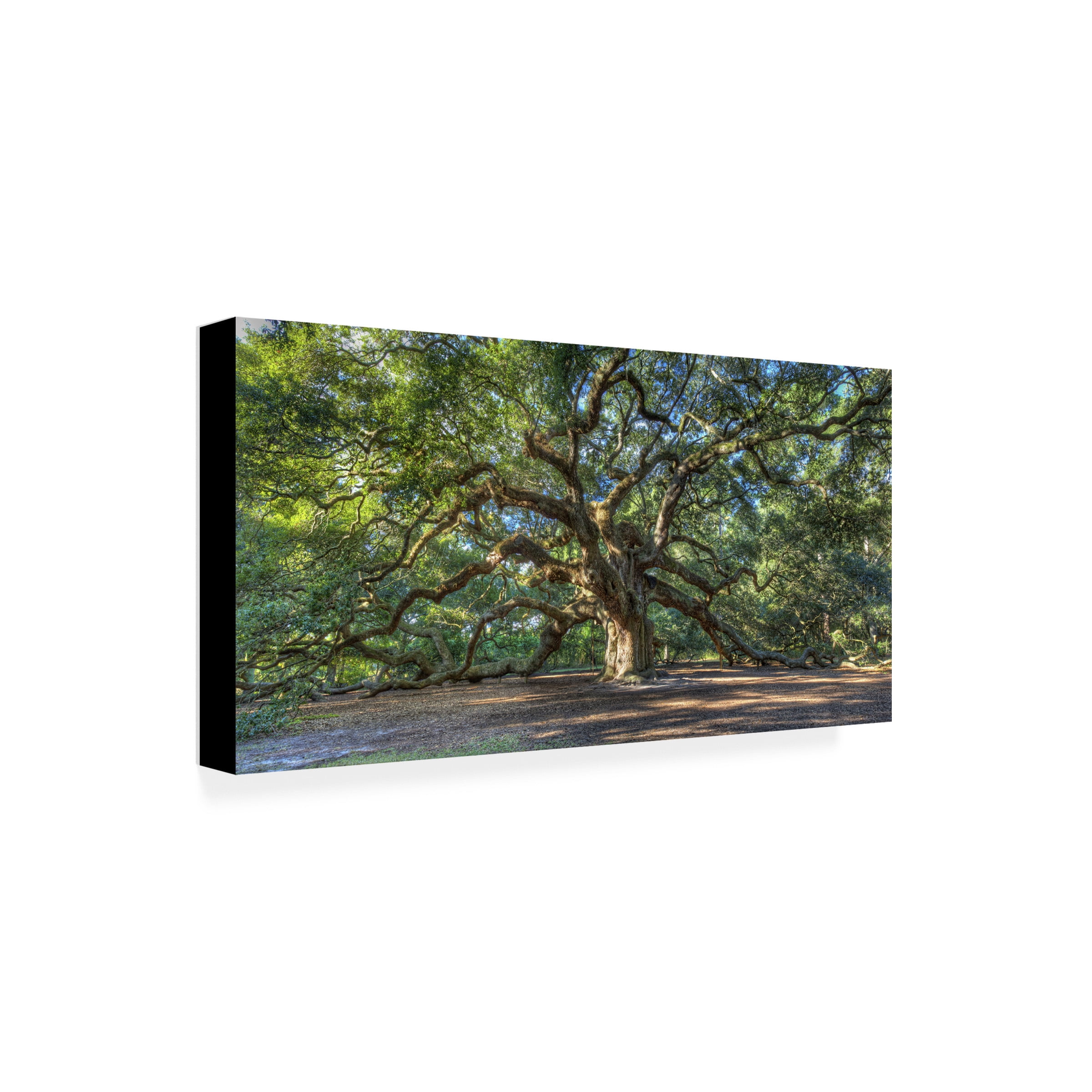 Trademark Fine Art Pierre Leclerc Angel Oak Charleston Canvas Wall Art - 24x47 - Image 5