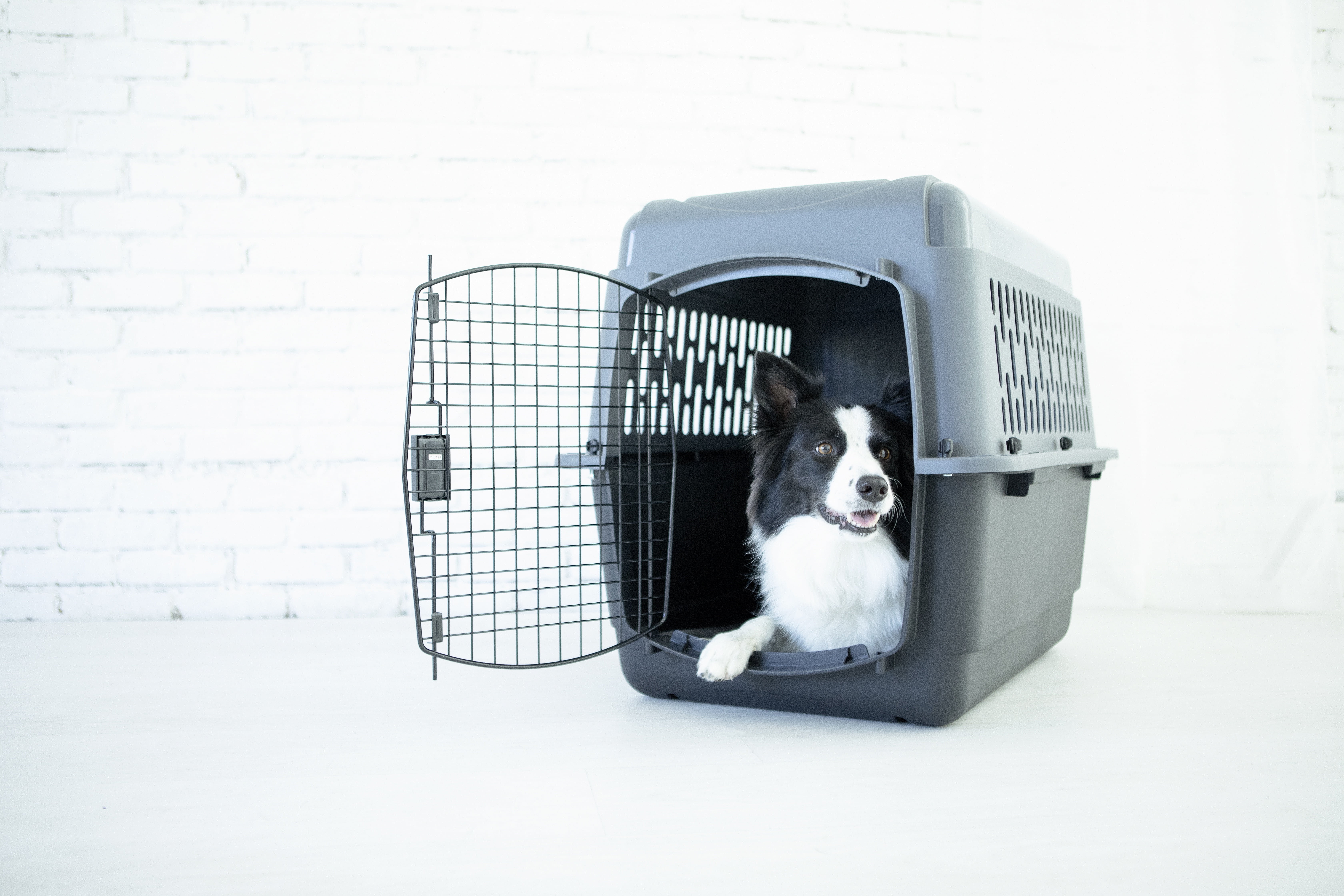 Petmate Pet Porter Traditional Travel Dog Kennel Portable Plastic Carrier, Small to Medium 28" for Dogs 20-30 lb, Gray - Image 6