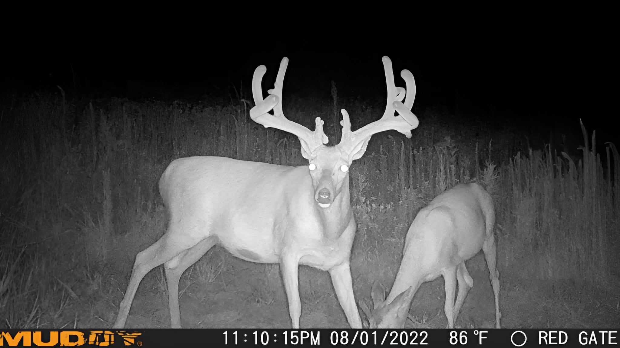 Muddy Outdoors Matrix Cellular Trail Camera 36 MP - Image 7