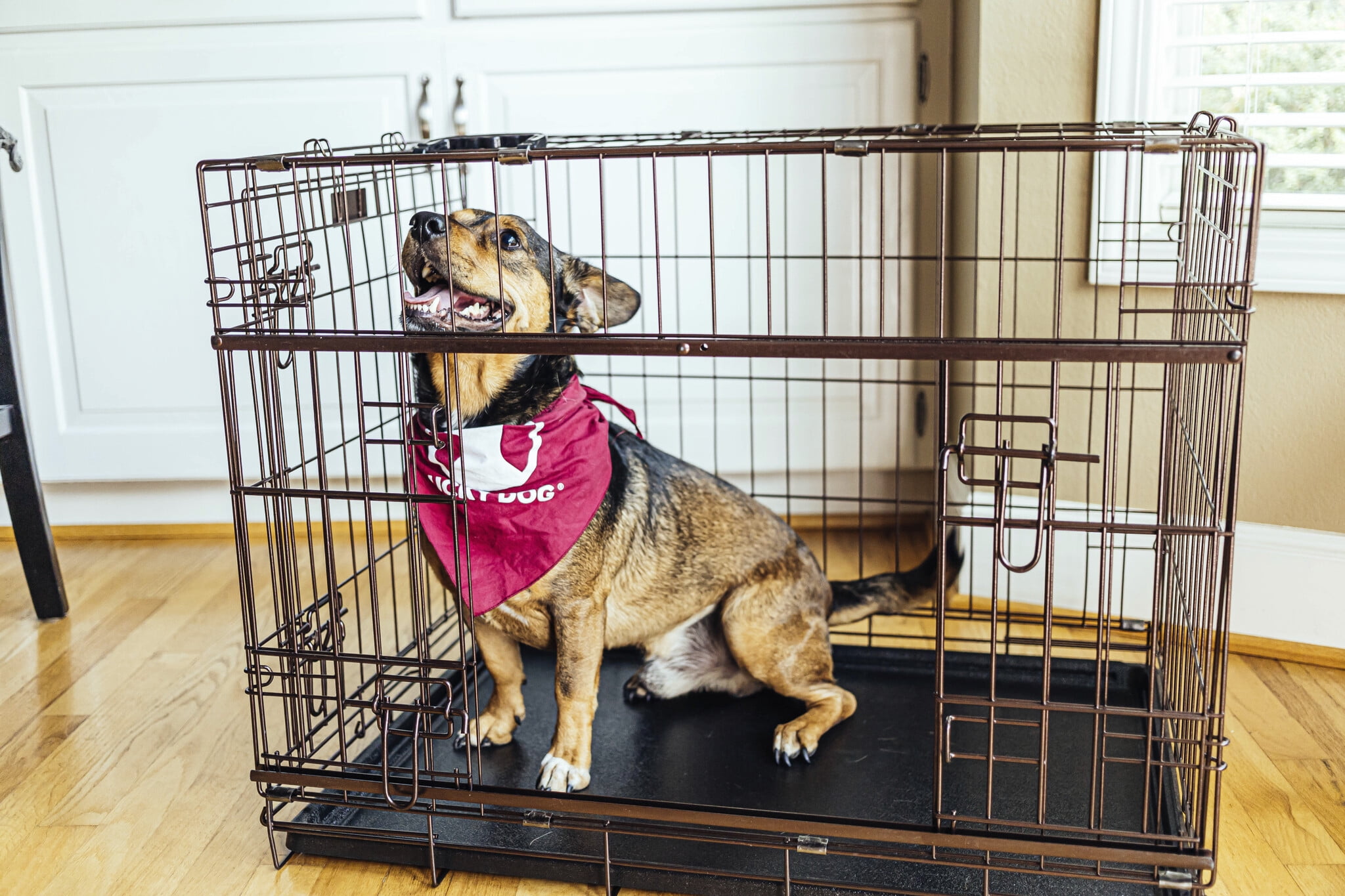 Lucky Dog 30" Dwell Series Bronze Dog Crate - Image 4