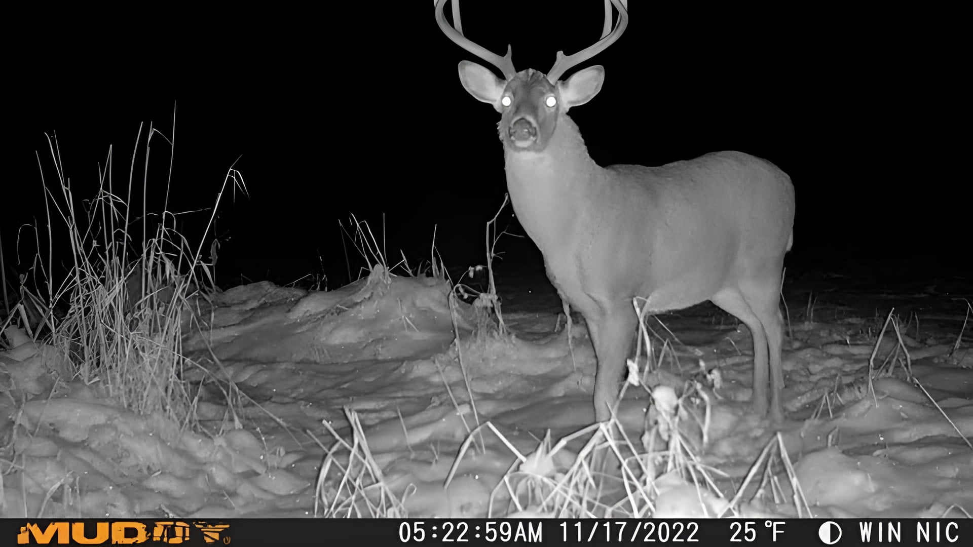 Muddy Outdoors Matrix Cellular Trail Camera 36 MP - Image 2