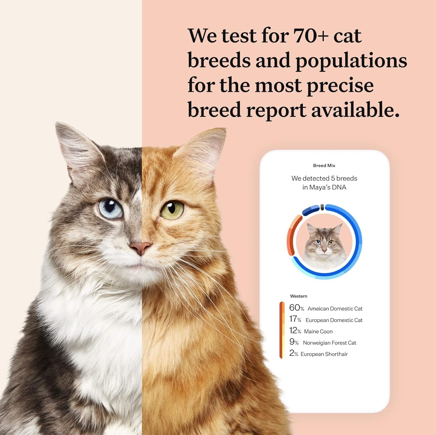 Wisdom Panel Complete Health and Ancestry for Cats, Cat DNA Test Kit - Image 2