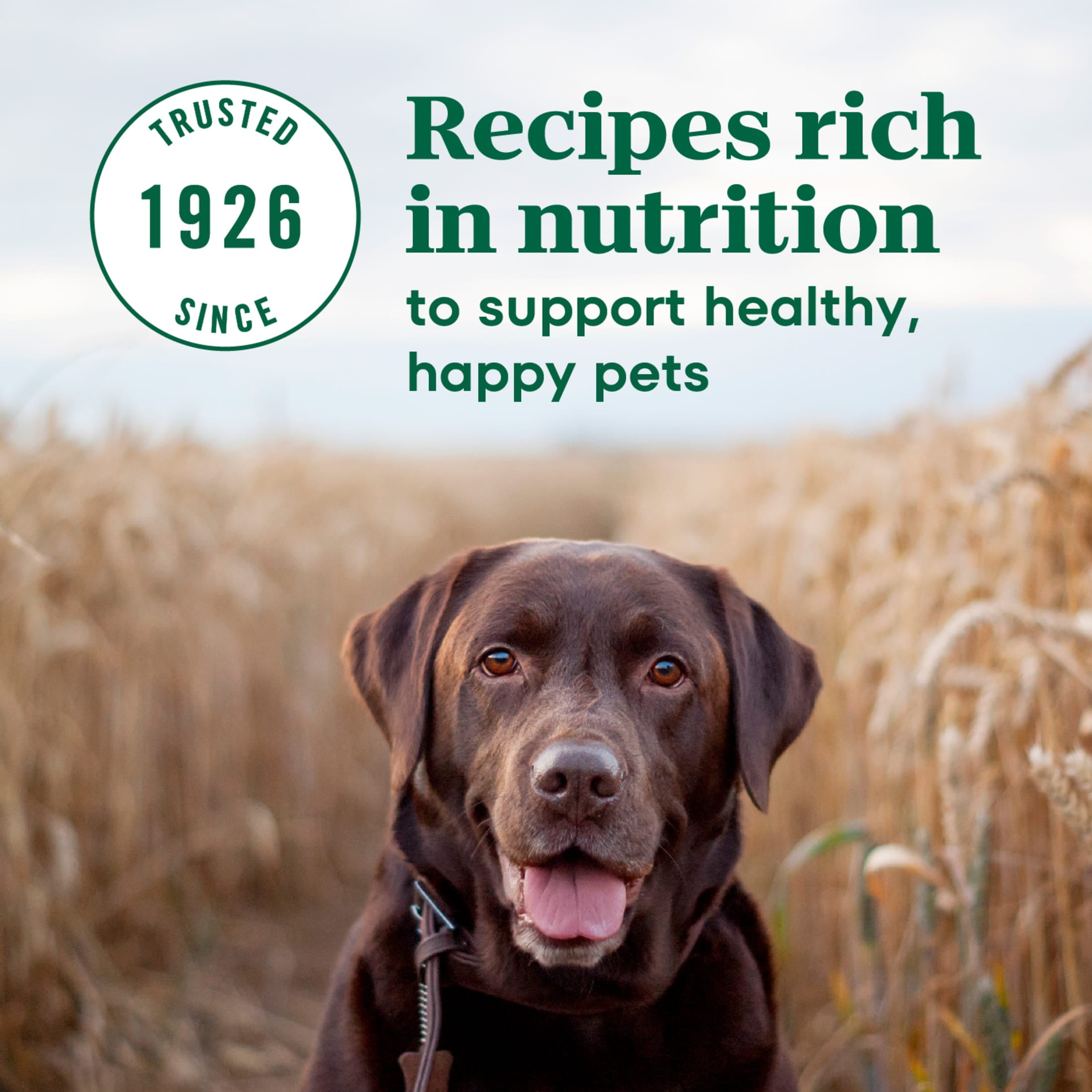 Nutro Max Senior Dry Dog Food with Farm-Raised Chicken, 25 lb. Bag - Image 10