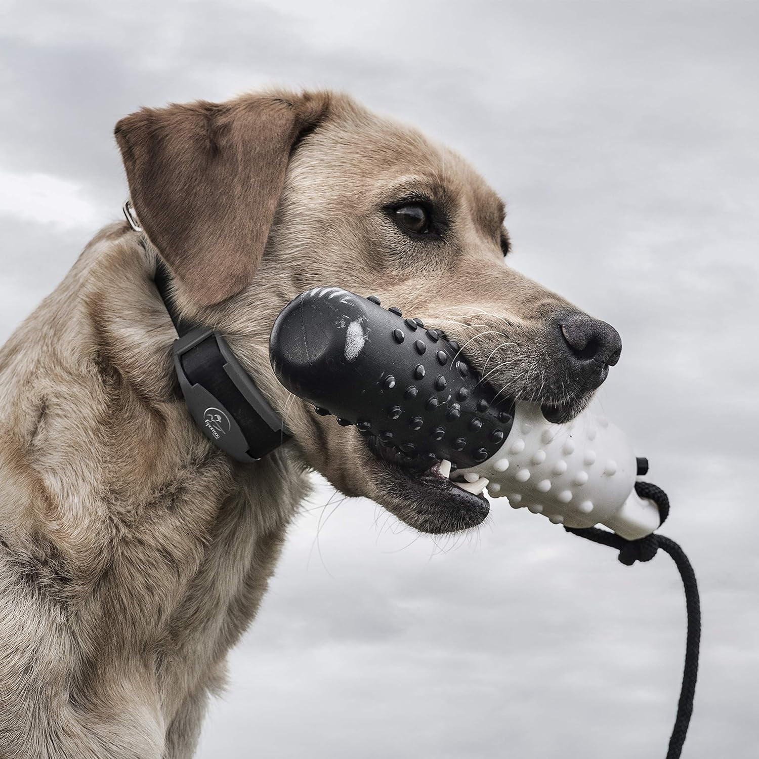 SportDOG Brand FieldTrainer 425X/SportHunter 825 Add-A-Dog Collar - with Tone, Vibration, and Shock - Image 4