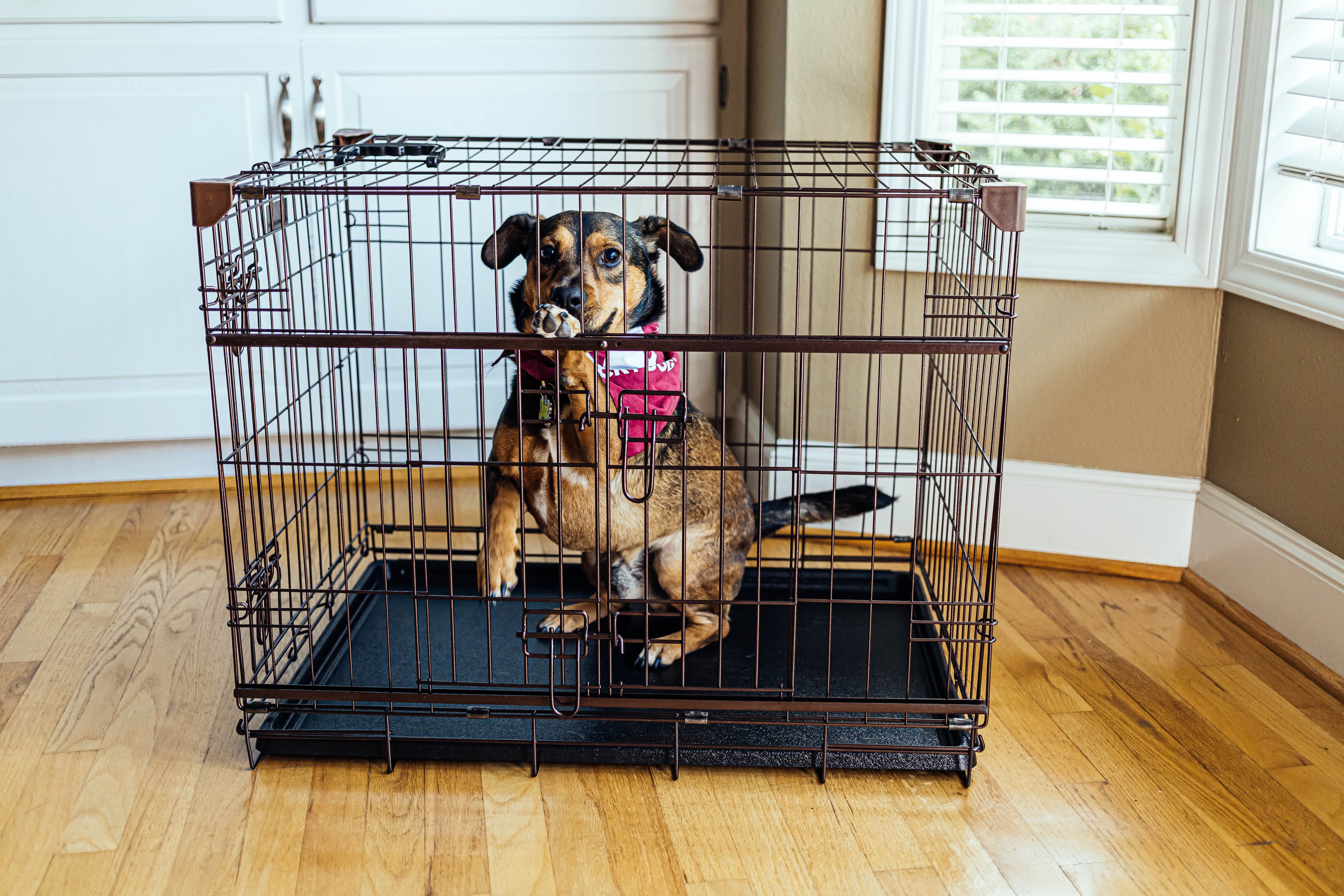 Lucky Dog 30" Dwell Series Bronze Dog Crate - Image 2