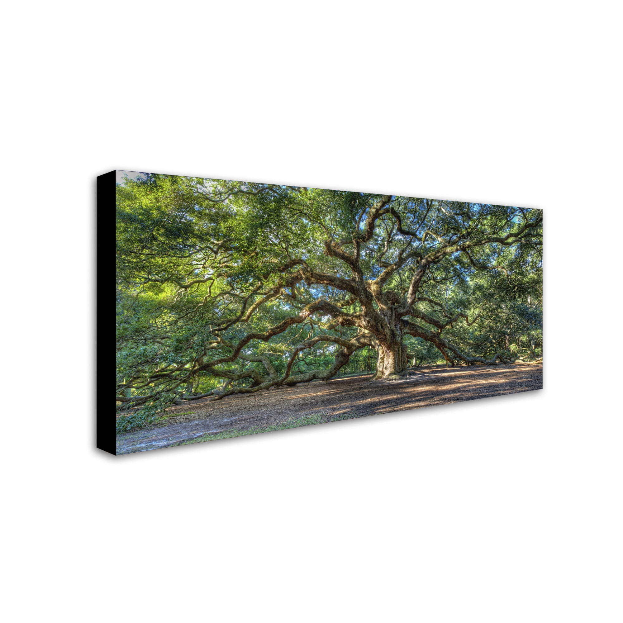 Trademark Fine Art Pierre Leclerc Angel Oak Charleston Canvas Wall Art - 24x47
