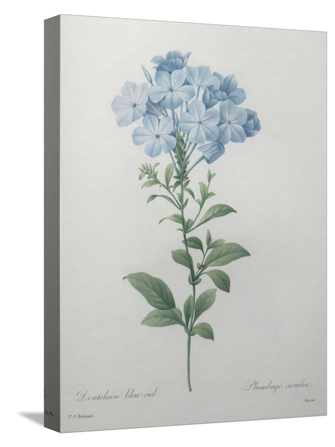Art.com Blue Plumbago or Leadwart Stretched Canvas Print Wall Art by Pierre-Joseph Redoute, 12" x 16"