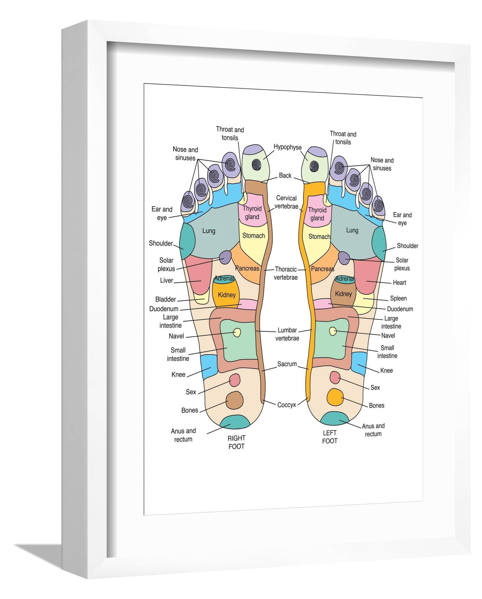 Art.com Reflexology Foot Map, Artwork Photographic Print by Peter Gardiner, White Frame Wall Art, 17" x 21"