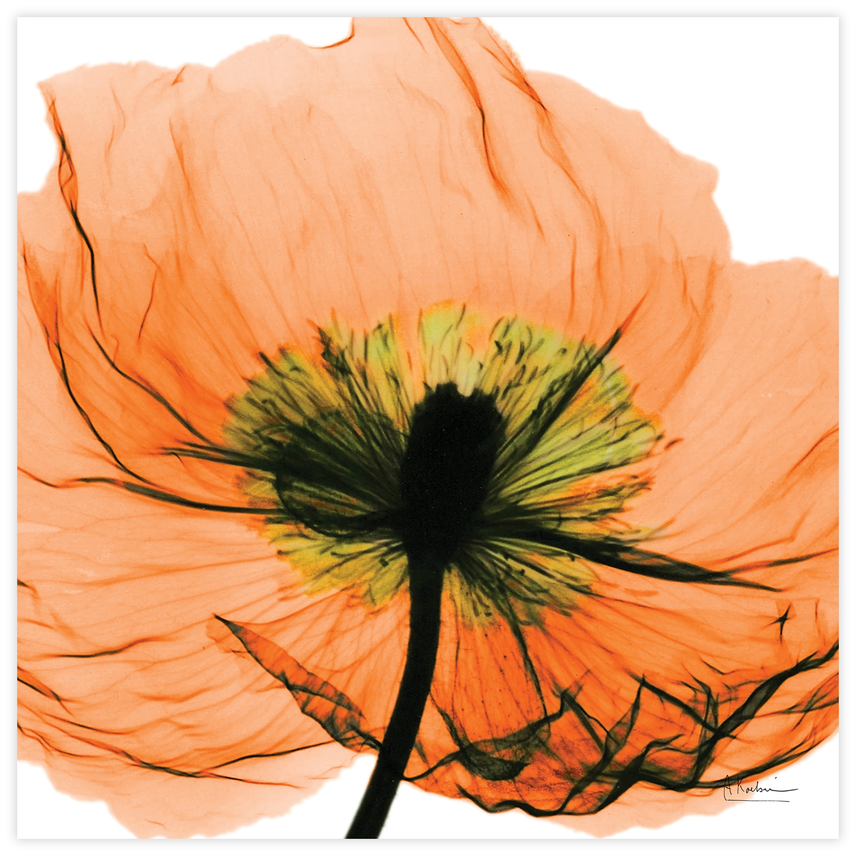Empire Art Direct Poppy Orange Frameless Free Floating Tempered Glass Panel Graphic Flower Wall Art, 24" x 24" x 0.2", Ready to Hang