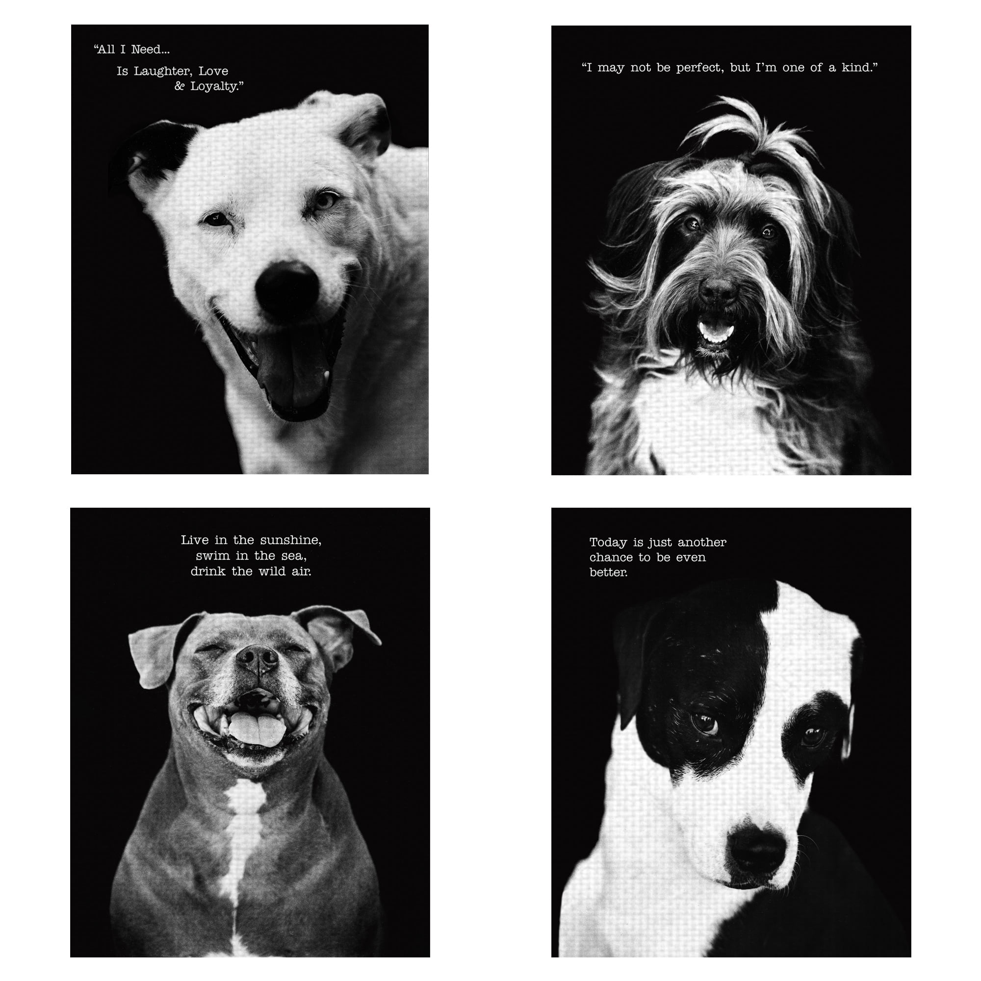 Masterpiece Art Gallery Compawssion by Frank Bruynbroek Black and White Canvas Photo Set of 4 (11" x 14")