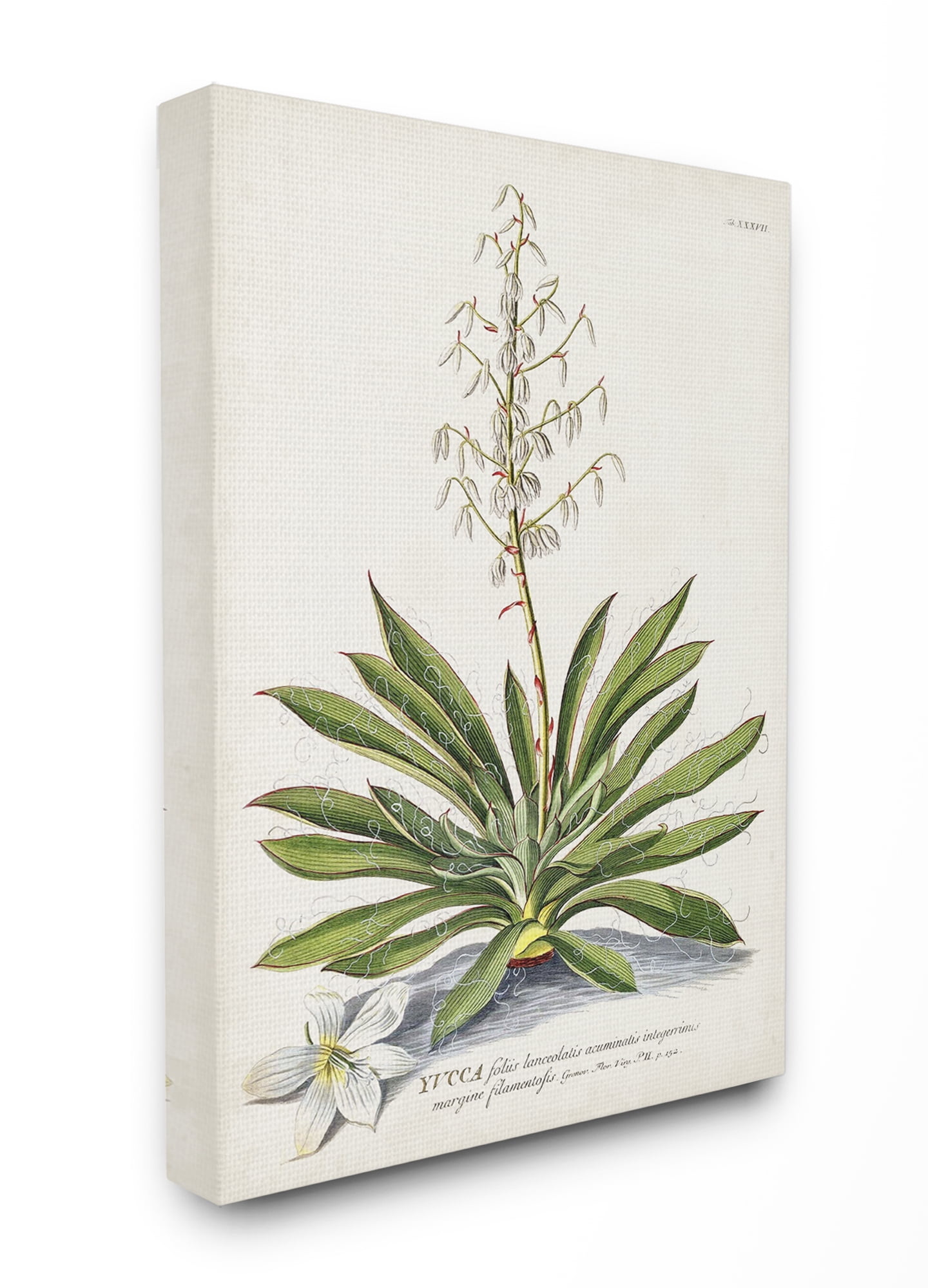 Stupell Industries Botanical Plant Illustration Ferns Vintage Design Canvas Wall Art by Unknown