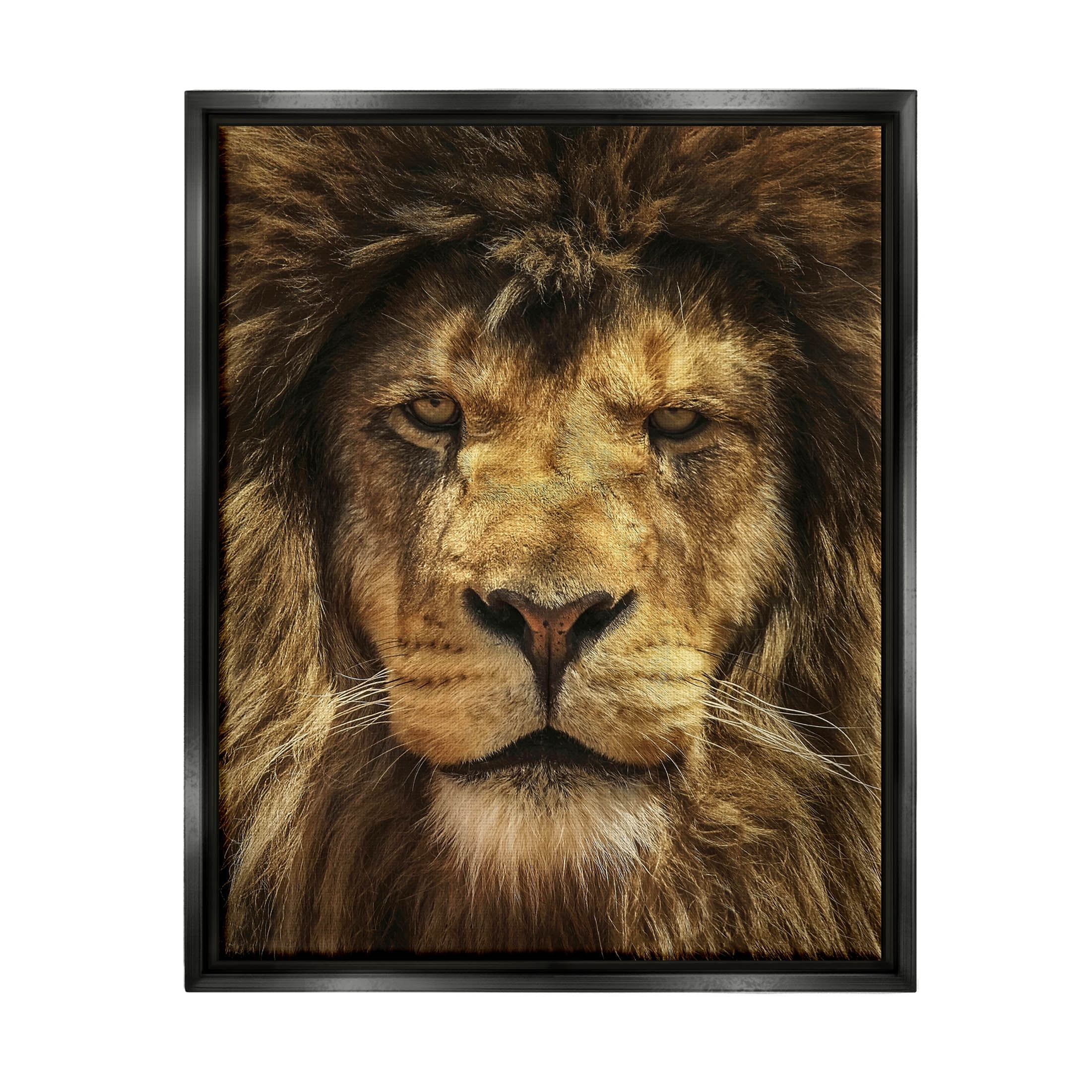 Stupell Industries Close Up Lion Portrait Photograph Jet Black Floating Framed Canvas Print Wall Art, Design by Carrie Ann Grippo-Pike
