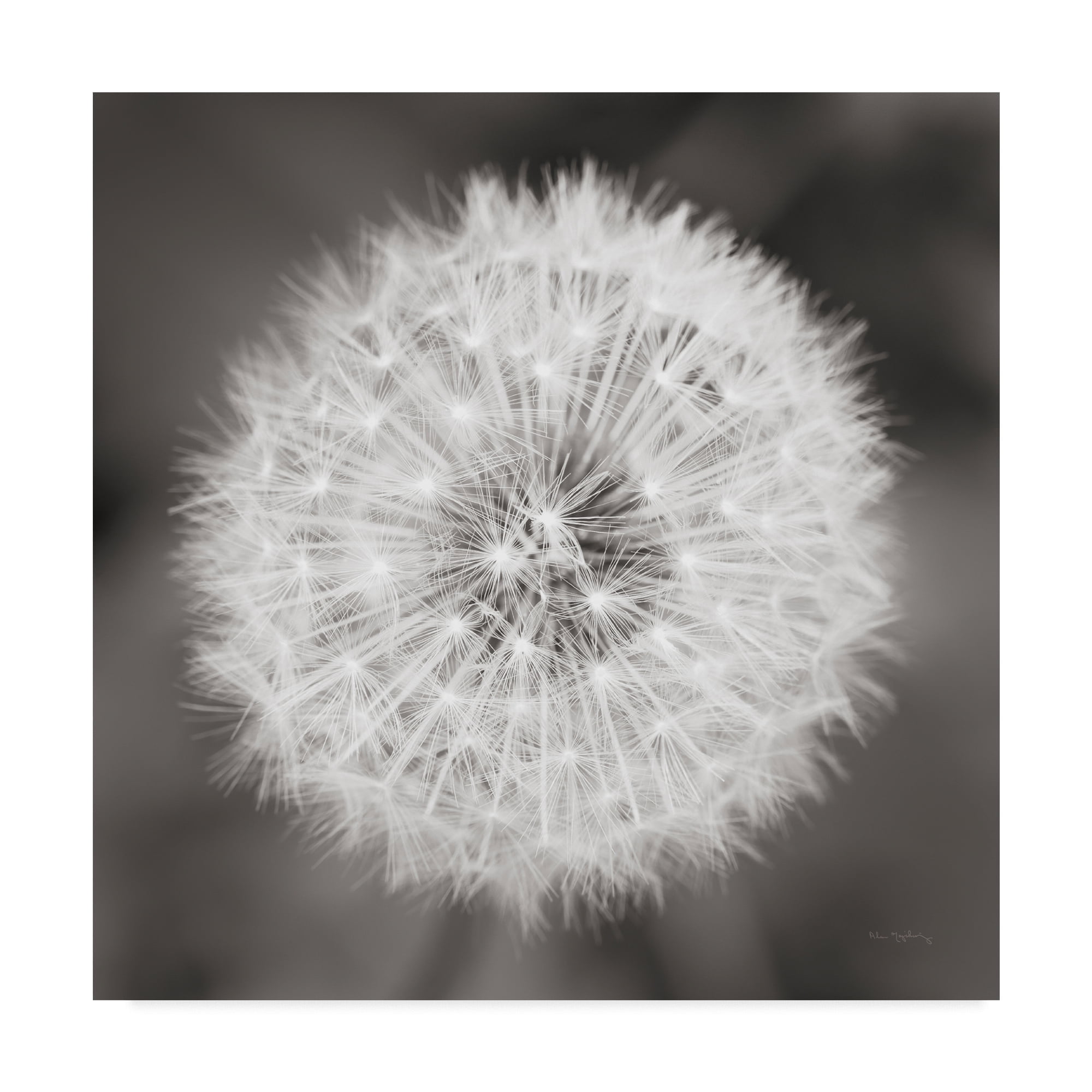 Trademark Fine Art 'Dandelion Seedhead' Canvas Art by Alan Majchrowicz