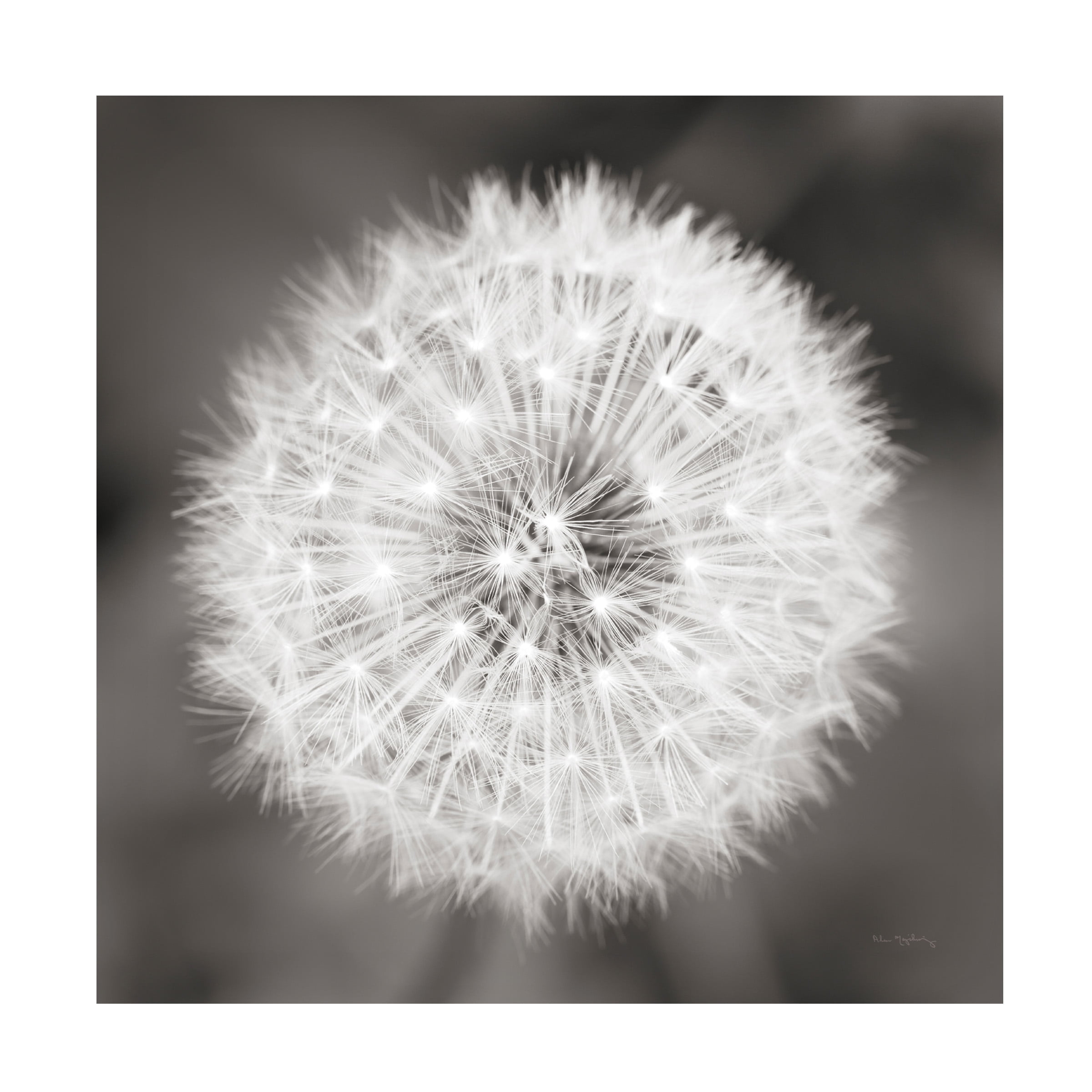 Trademark Fine Art 'Dandelion Seedhead' Canvas Art by Alan Majchrowicz