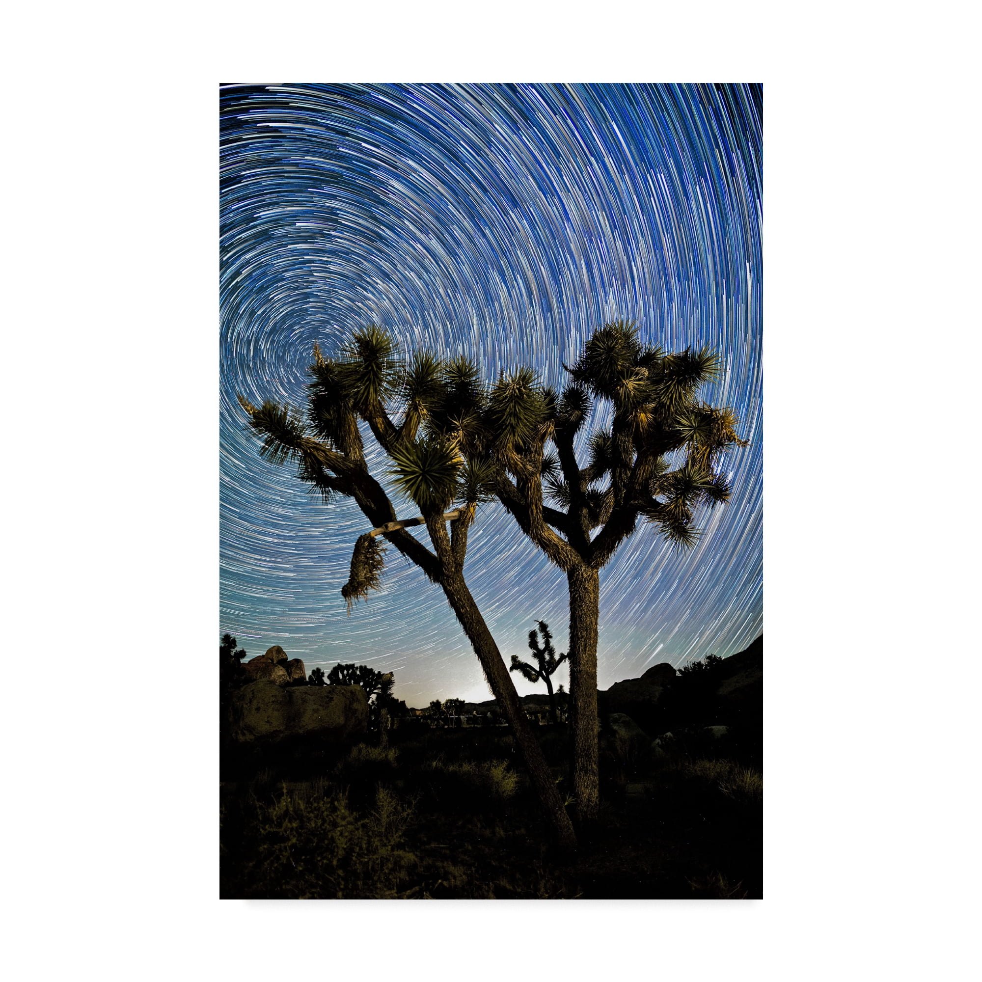 Trademark Fine Art 'Joshua Tree Star Trails' Canvas Art by American School