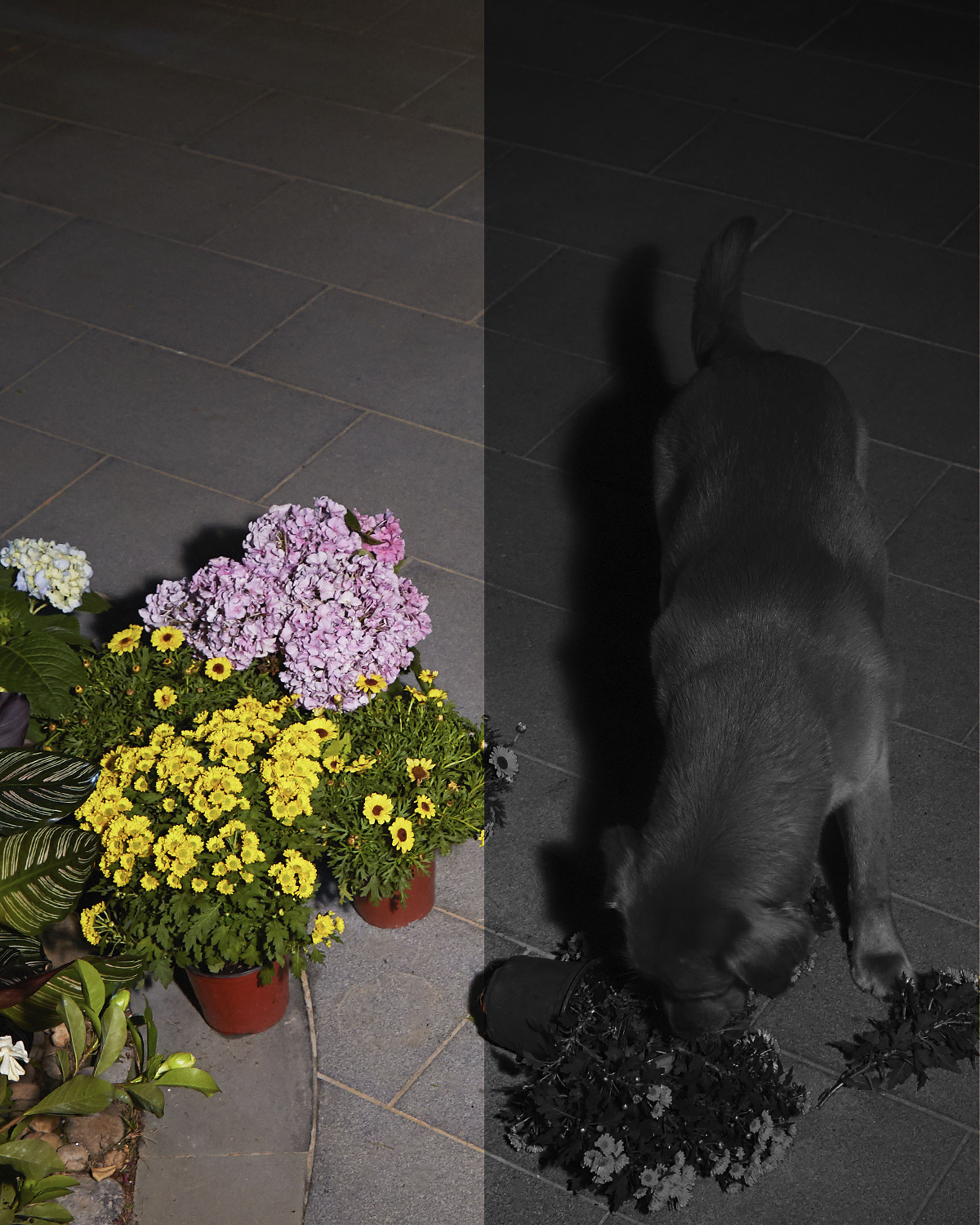 eufy - SoloCam S40 Outdoor Wireless 2K Solar Spotlight Camera - White - Image 4